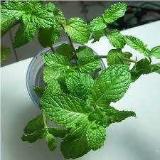 Hạt giống bạc hà - húng lủi 100h