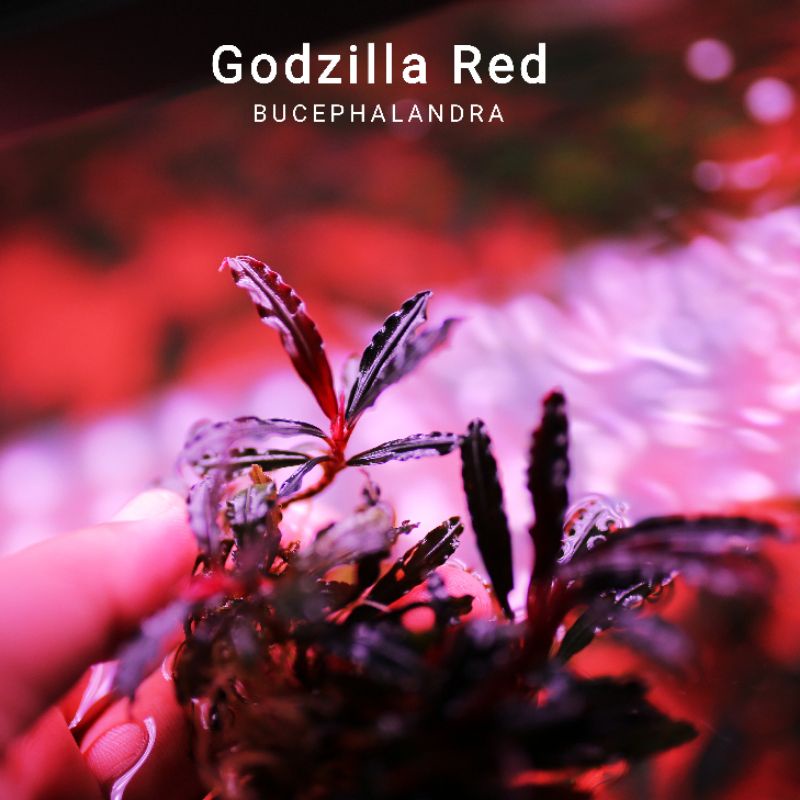 Bucep Godzilla Red | Hàng ngọn Lá cạn | Cây thủy sinh lá đỏ