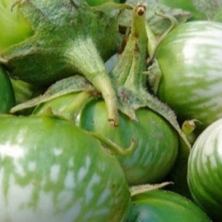 30 HẠT GIỐNG CÀ DĨA