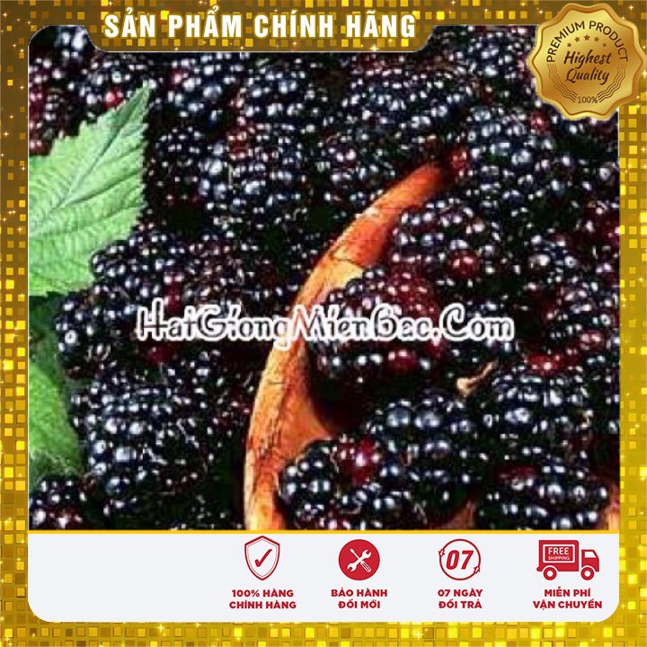 Hạt Giống Phúc Bồn Tử Đen(30 hạt)