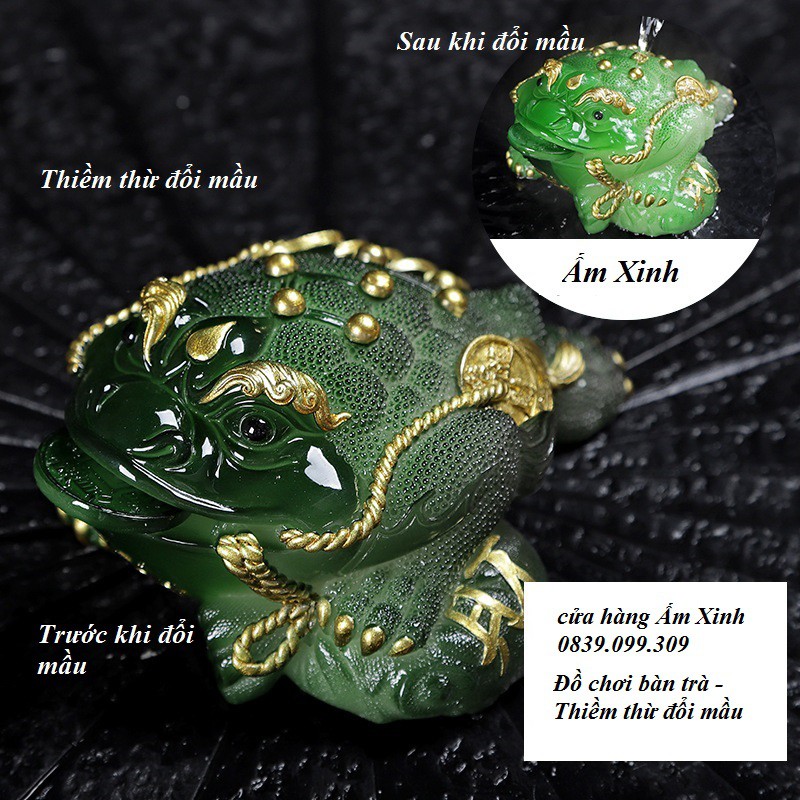 THIỀM THỪ ĐỔI MẦU