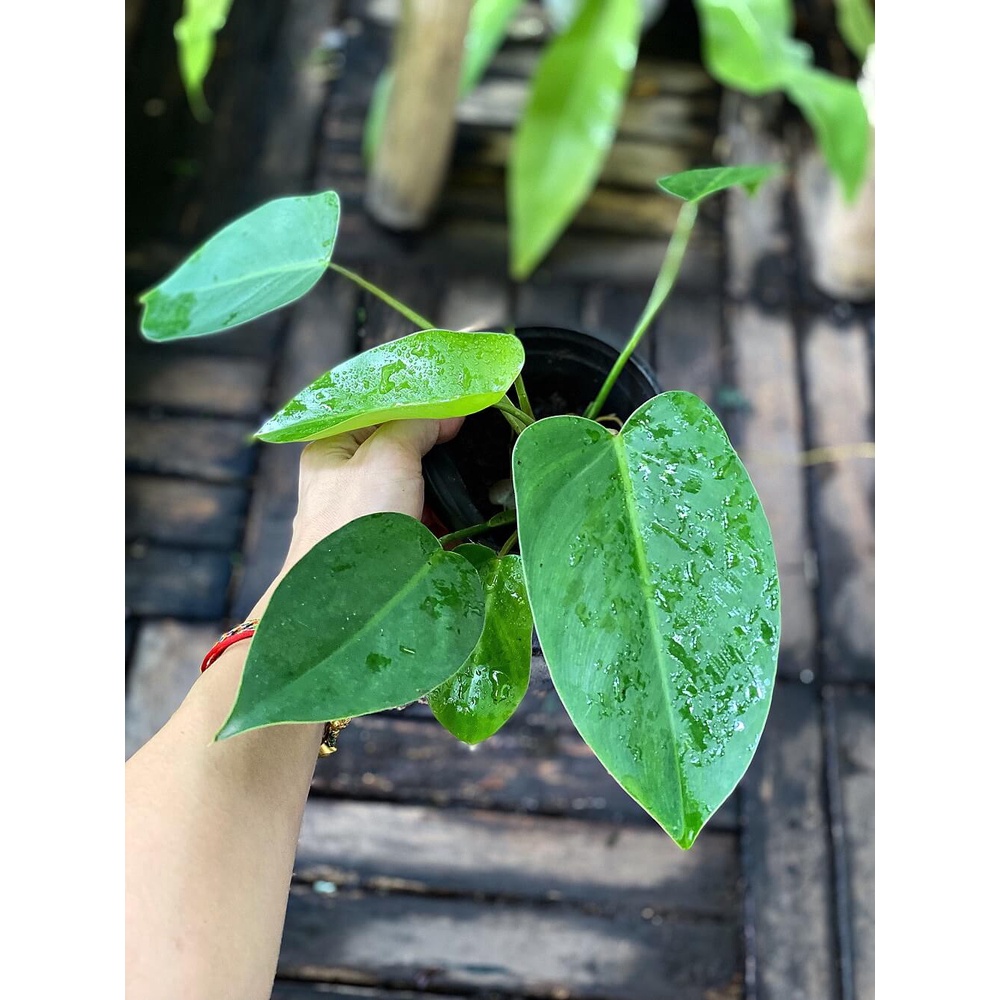 Cây Philodendron Burle marx (Trầu Bà Burble marx) chậu nhựa