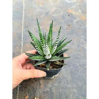 Xương rồng móng rồng size to💖💖xương rồng sao trắng to