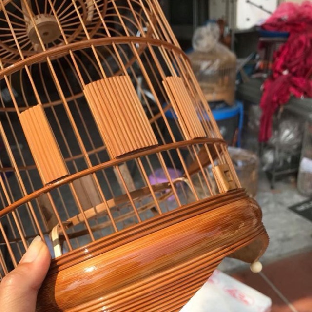 Lông khuyên lùn cao 30 size 22