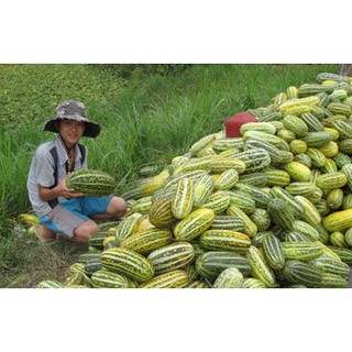 Hạt Giống Dưa Gang RĐ 779