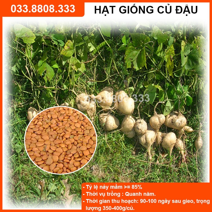 Hạt Giống Củ Đậu- Củ To Đều Đẹp