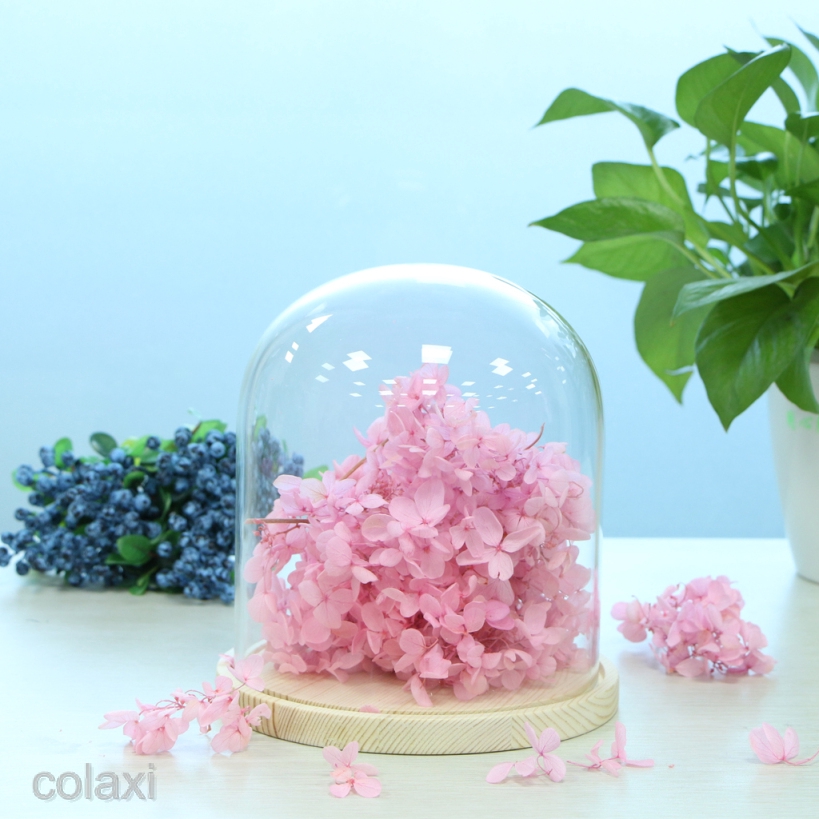 [COLAXI] Blesiya Glass Cover Landscape Vase Terrarium Container Flower Holder Dome