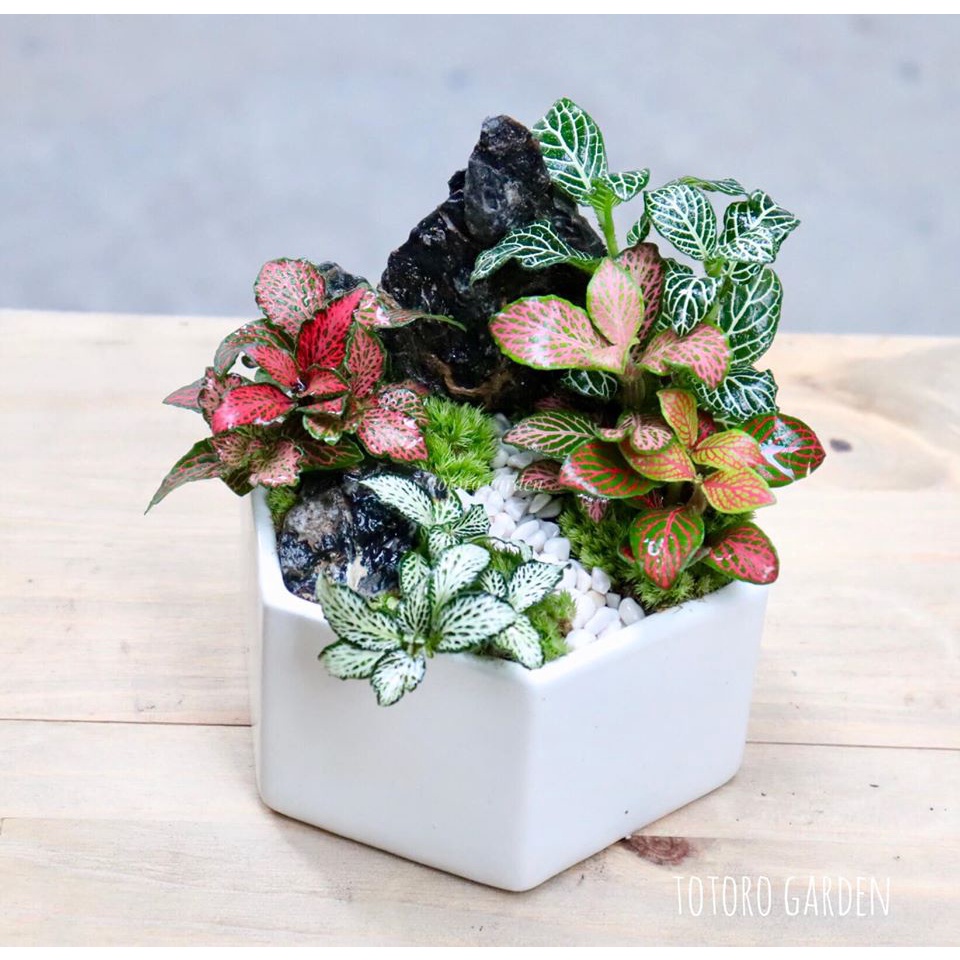 Cây cẩm nhung, lá gấm, fitonia loại đỏ dùng trang trí, tiểu cảnh, terrarium, bán cạn chậu nhỏ 9-10cm.