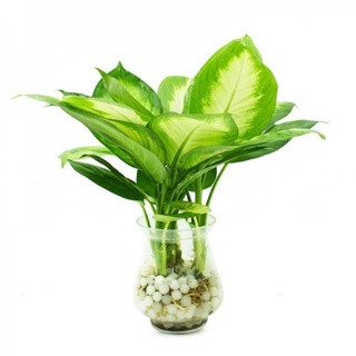 Cây vạn niên thanh thuỷ sinh