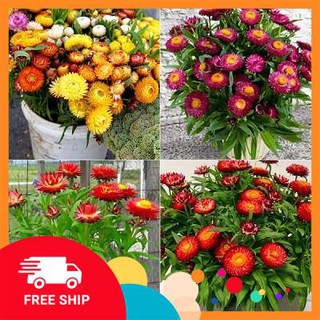 Gói 100 hạt giống hoa cúc bất tử