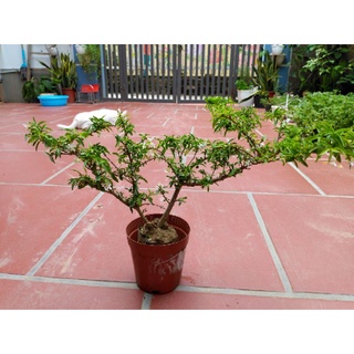 Cây Mai Chiếu Thủy Bonsai mini