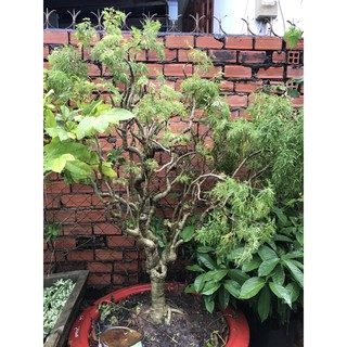 Cây Đinh lăng rừng lá nhỏ