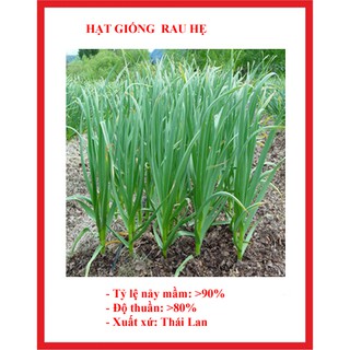 hạt giống rau hẹ 200 hạt