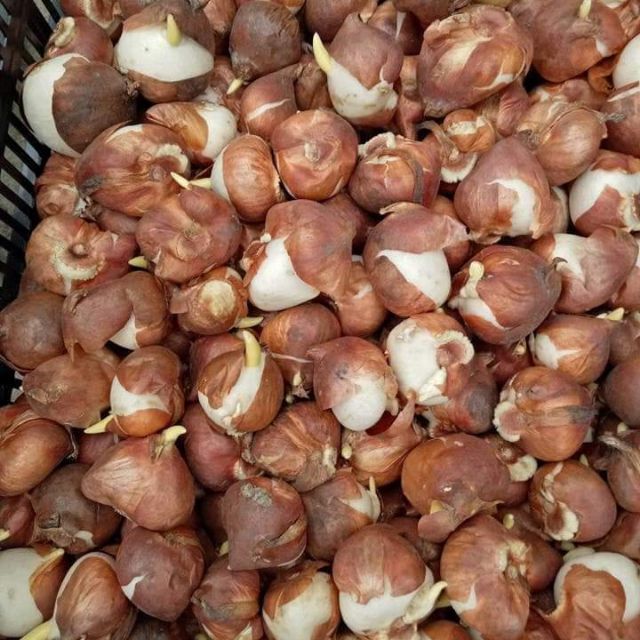 Củ tuy lip