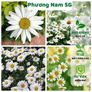 Hạt giống cúc họa mi Phương Nam 100H
