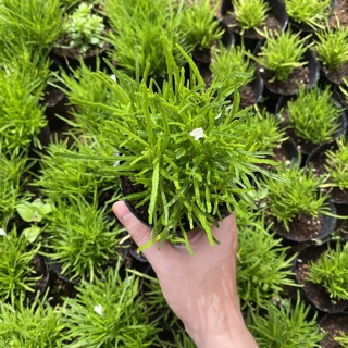 Cây cỏ mây