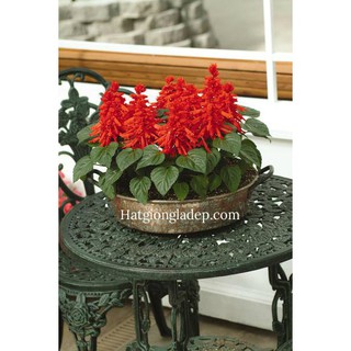 Hạt Giống Hoa Xác Pháo Đỏ
