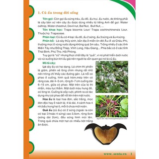 100 Cây ấu giống