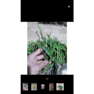 Hoa lan long tu sỉ 4k( set 5 khóm )