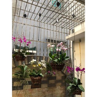 Combo 4 móc treo chậu cây thông minh