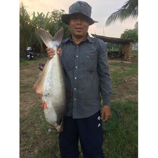 Mồi Câu Cá TRA, TRÊ, CHIM,...
