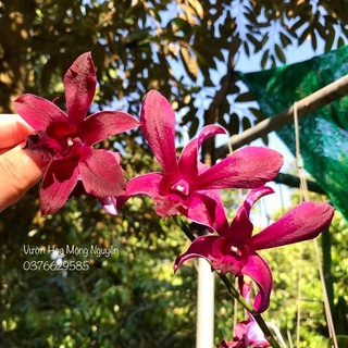 (1 chậu) Hoa lan dendro màu tím - đang hoa / đứng lá