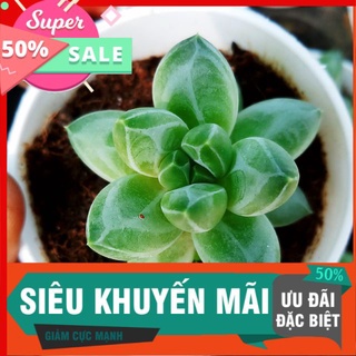 Sen kim cương trắng