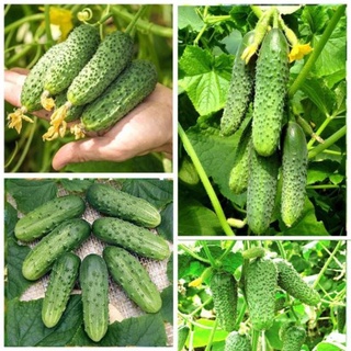 5h - hạt giống dưa chuột chùm siêu trái hgntd