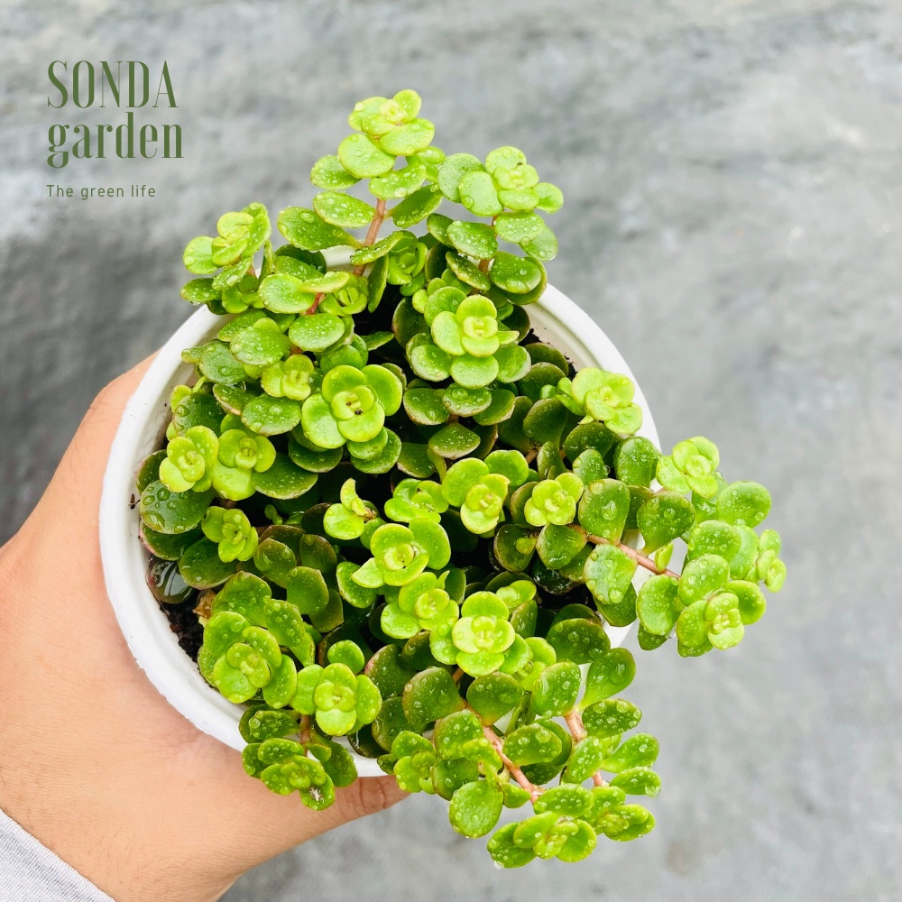 Sen đá sedum vảy cá SONDA GARDEN size trung bình 10-12cm, xuất xứ Đà Lạt, khoẻ đẹp, lỗi 1 đổi 1