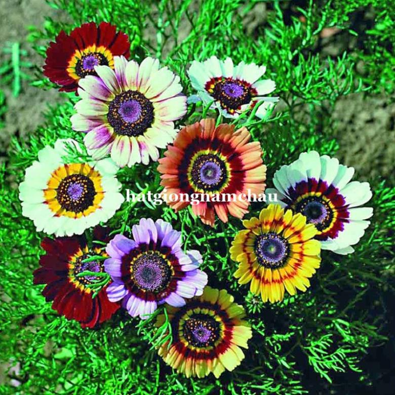 100H - HẠT GIỐNG HOA CÚC CHI MIX MÀU nhập khẩu Đức