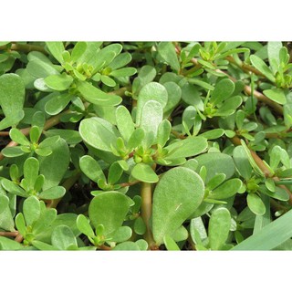 GÓI 1GR HẠT GIỐNG RAU SAM SEN VÀNG