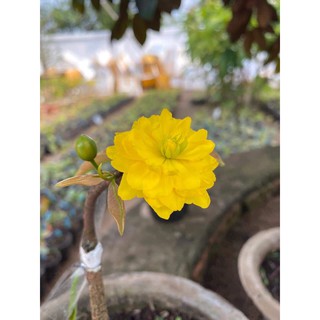2 cây mai cúc 2 tầng