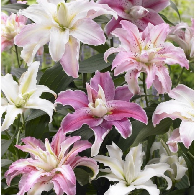 HẠT GIỐNG HOA Bloomsz Double Flower Flower Fragrant Cut Rose-Lily Bulbs Blend Plant