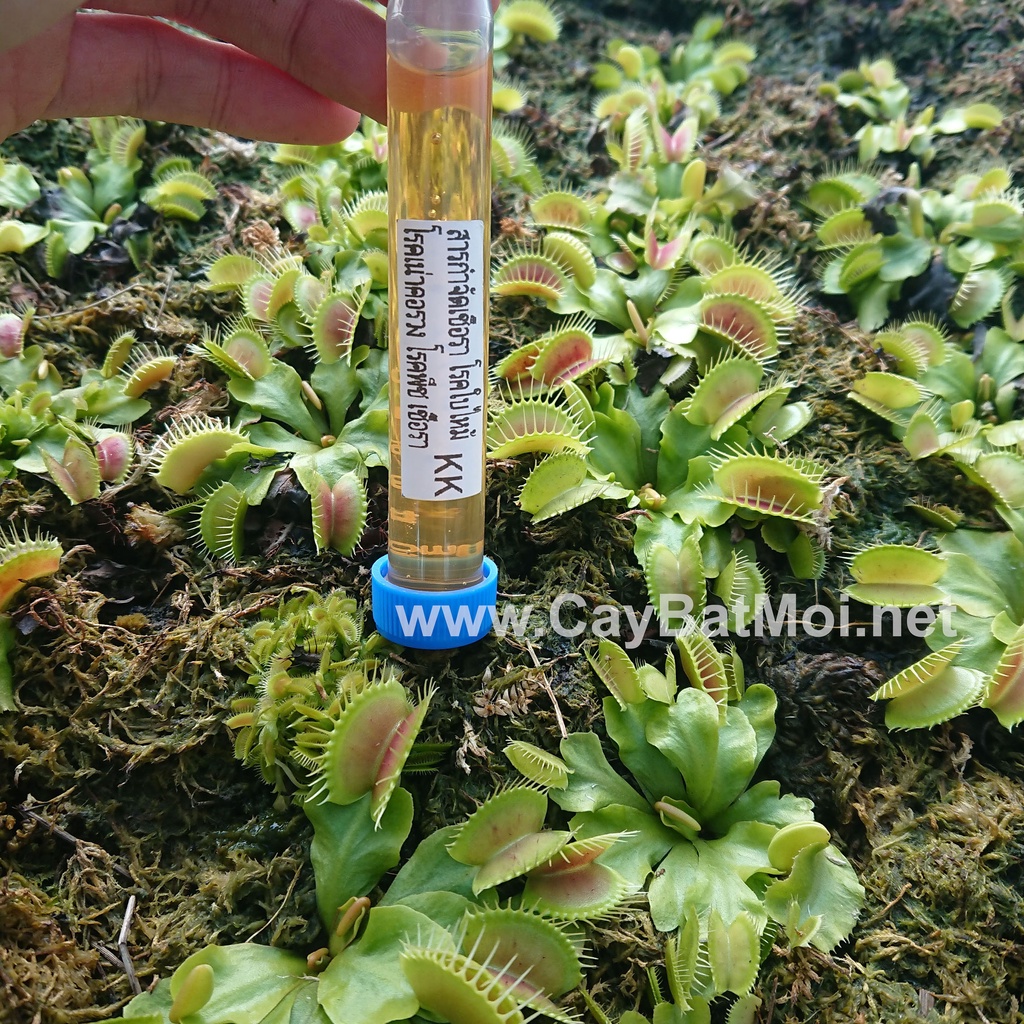 Sirup Phòng Trị Bệnh Nấm Khuẩn Cho Cây Bẫy Kẹp
