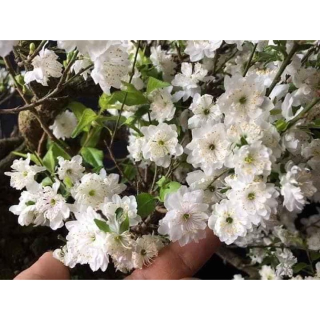 Combo 2 Cây nhất chi mai giống