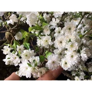 Combo 2 Cây nhất chi mai giống