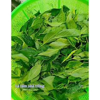[1kg trà lá cẩm không độn cành]