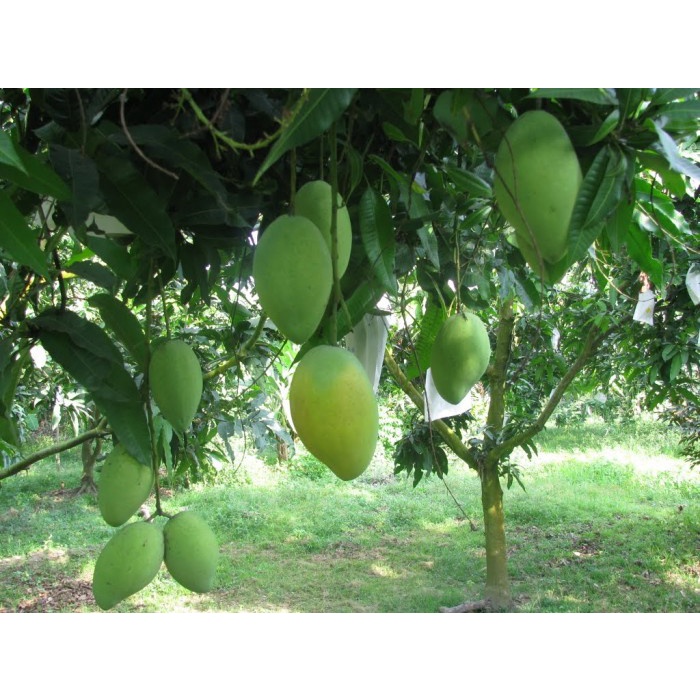 Cây giống xoài thái, xoài thái lan quả ngon. ăn giòn thơm. cung cấp cây giống số lượng lớn.