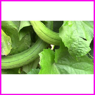 [ Hạt giống Rau] Gói 20 hạt giống Mướp Hương - Mina Shop