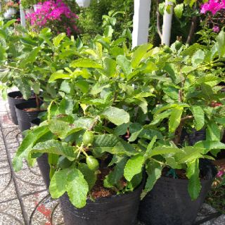 Cây ổi đang có trái