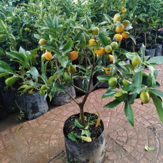 Sản phẩm cây giống QUẤT NGỌT - Cây giống F1 + Tặng (0,3kg) phân hữu cơ cao cấp