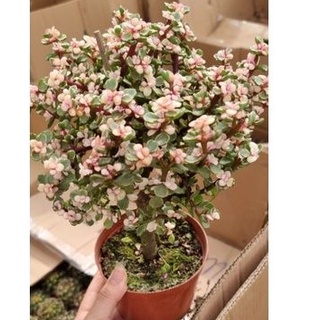 Đô la gốc thụ 💖 sen đá đô la thân mảnh mai để bàn trang trí nội thất