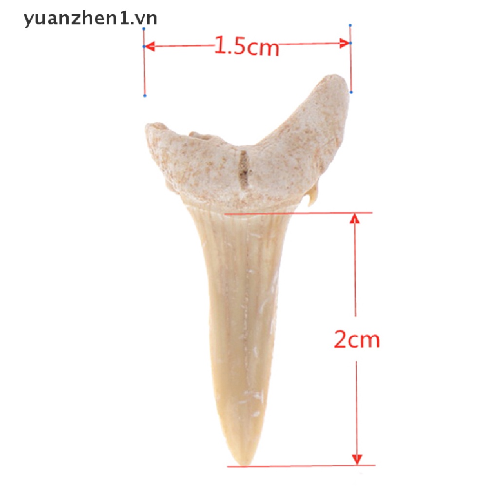 Mặt Dây Chuyền Hình Răng Cá Mập Bằng Khoáng Chất Tự Nhiên