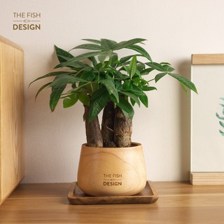 Chậu cây kim ngân 3 thân để bàn phong thủy tài lộc size M, cây cảnh để văn phòng The Fish Design