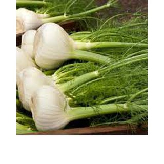 Hạt giống Thì là tây (Củ hồi ) 5 gram