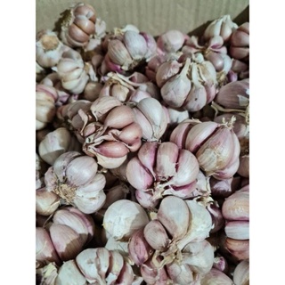 1KG TỎI TÍM KHÔ LOẠI SIÊU TO CHẤT LƯỢNG