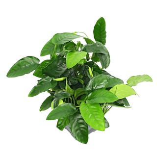 Ráy Lá Nhỏ - Anubias Barteri var. Nana - Lá nước