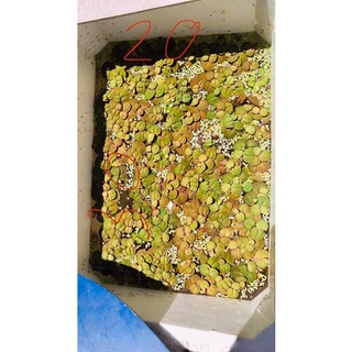 Bèo rể đỏ thủy sinh