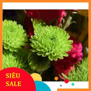 Hạt Giống Hoa Cúc Zinnia Xanh (50 Hạt) - [MUA 3 TẶNG 1 CÙNG LOẠI] - Dễ Trồng, Hoa To Đẹp