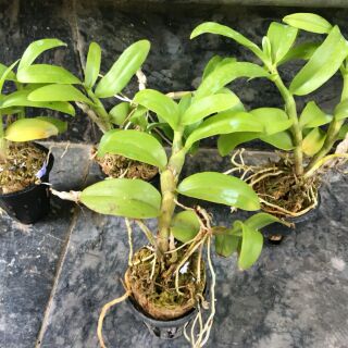Trầm Rồng đỏ